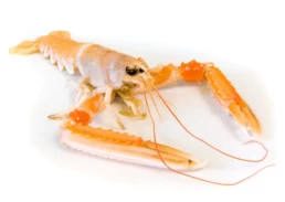 Pacific West Prawns Norway Scampi Large